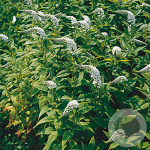 Lysimachia clethroides GM P9