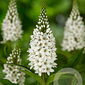 Lysimachia clethroides GM P9