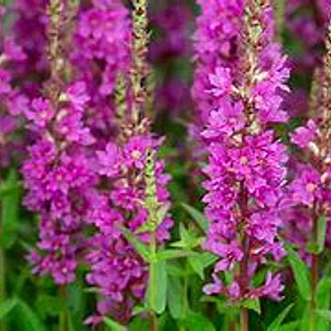 Lythrum Robin GM P9 BIO