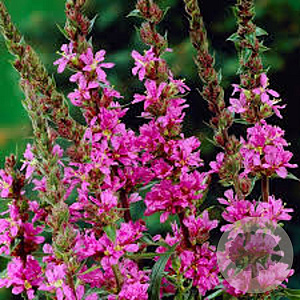 Lythrum salicaria GM P9 BIO