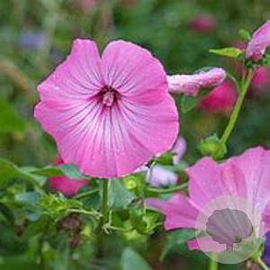 Malva moschata GM P9 BIO