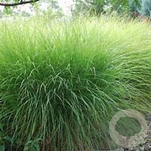 Miscanthus sinensis GM P9 BIO