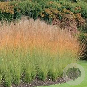Molinia caerulea 'Heidebraut' GM P9 BIO