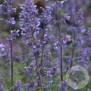 Nepeta'Grol' GM P9