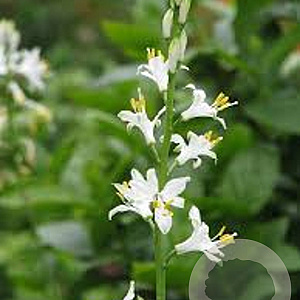 Paradisea lusitanica GM P9