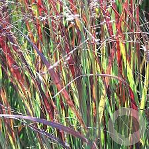 Panicum virgatum 'Heiliger Hain' GM P9 BIO