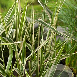 Phalaris arundinacea GM P9 BIO