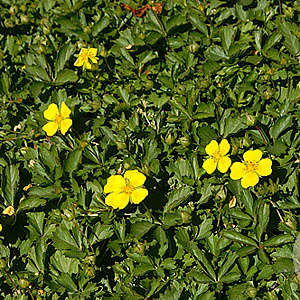 Potentilla neumanniana GM P9
