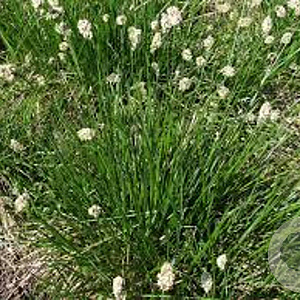 Sesleria heufleriana GM P9