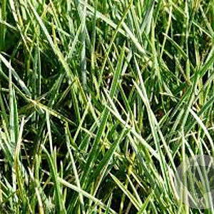 Sesleria heufleriana GM P9