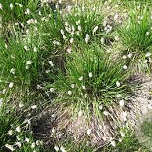Sesleria heufleriana GM P9