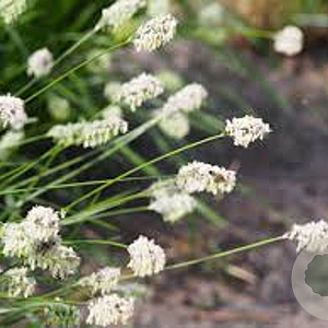 Sesleria heufleriana GM P9
