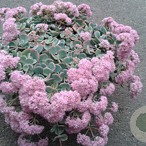 Sedum sieboldii GM P9