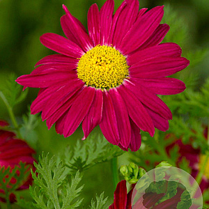 Tanacetum (C) 'Robinson's Red' GM P9