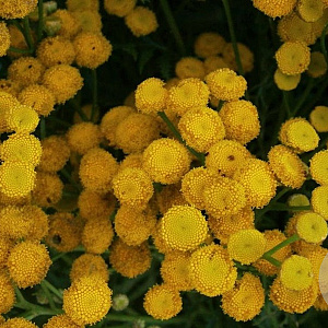 Tanacetum vulgare GM P9