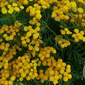 Tanacetum vulgare GM P9