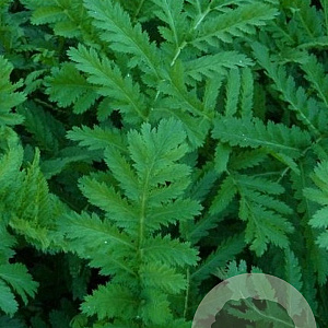 Tanacetum vulgare GM P9