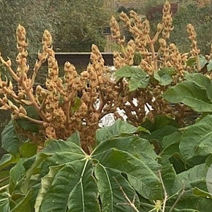 Tetrapanax papyrifer 'Rex' GM P9 BIO
