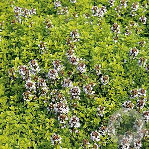 Thymus citriod. 'Aureus' GM P9