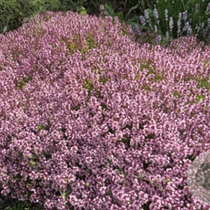 Thymus serpyllum GM P9 BIO