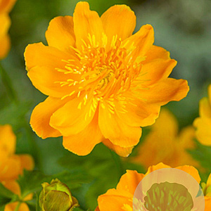 Trollius chinensis 'Golden Queen' GM P9