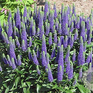 Veronica austr. 'Royal Blue' GM P9