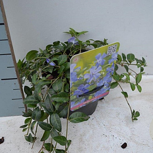 Vinca minor GM P9 BIO
