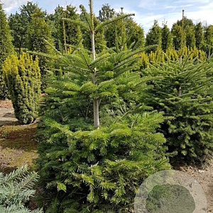 Abies nordmanniana 100-125 cm met kluit solitair