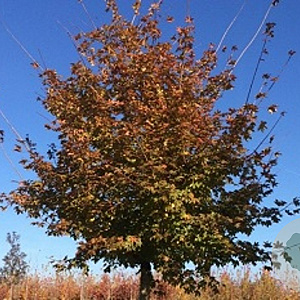 Acer zoeschense 'Annae' 12-14 HO draadkluit