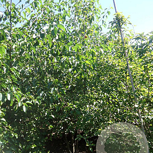 Alnus cordata 400-450 cm draadkluit meerstammig 200-250 diameter