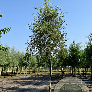 Alnus glutinosa 'Imperialis' 12-14 HO draadkluit