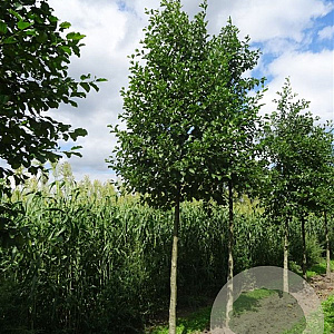 Alnus glutinosa 400-450 cm draadkluit meerstammig 200-250 diameter