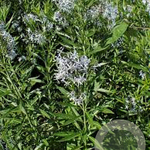 Amsonia illustris GM P9