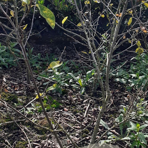 Amelanchier lamarckii 125-150 cm met kluit struik