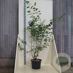 Amelanchier lamarckii 150-175 cm 20L meerstammig
