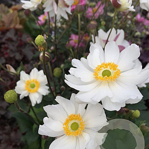 Anemone h. Snow Angel GM P9