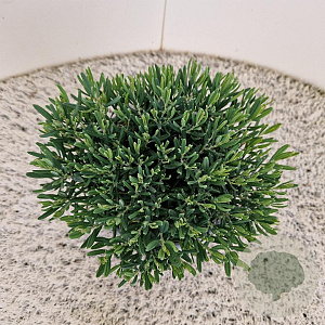 Andromeda polifolia 'Compacta' 20-25 cm 2,5L