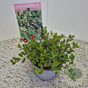Arctostaphylos uva-ursi 20-25 cm C1.5