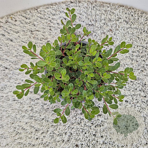 Arctostaphylos uva-ursi 20-25 cm C1.5