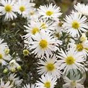 Aster n.-b. 'Eventide' GM P9