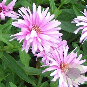 Aster n.-b. 'Patricia Ballard' GM P9