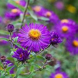 Aster n.-a. 'Violetta' GM P9