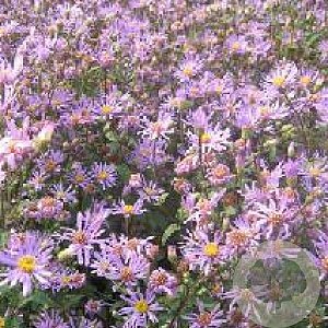 Aster radula 'August Sky' GM P9