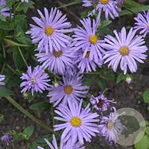 Aster 'Small-Ness' GM P9