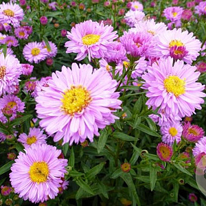 Aster n.-b. 'Rosenponpon' GM P9