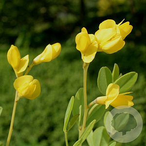 Baptisia sphaerocarpa GM P9