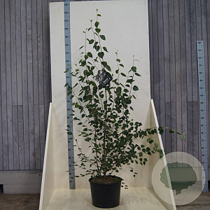 Betula utilis 'Doorenbos' 150-175 cm 20L meerstammig
