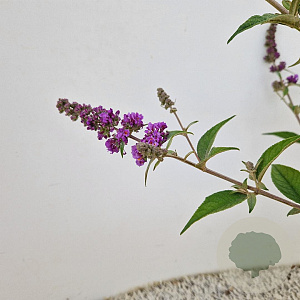 Buddleja 'Blue Chip' 40-45 cm 3,0L