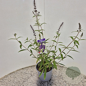 Buddleja d. 'Black Knight' 40-50 cm 3,0L