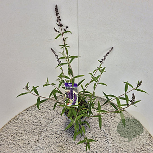 Buddleja d. 'Black Knight' 40-50 cm 3,0L